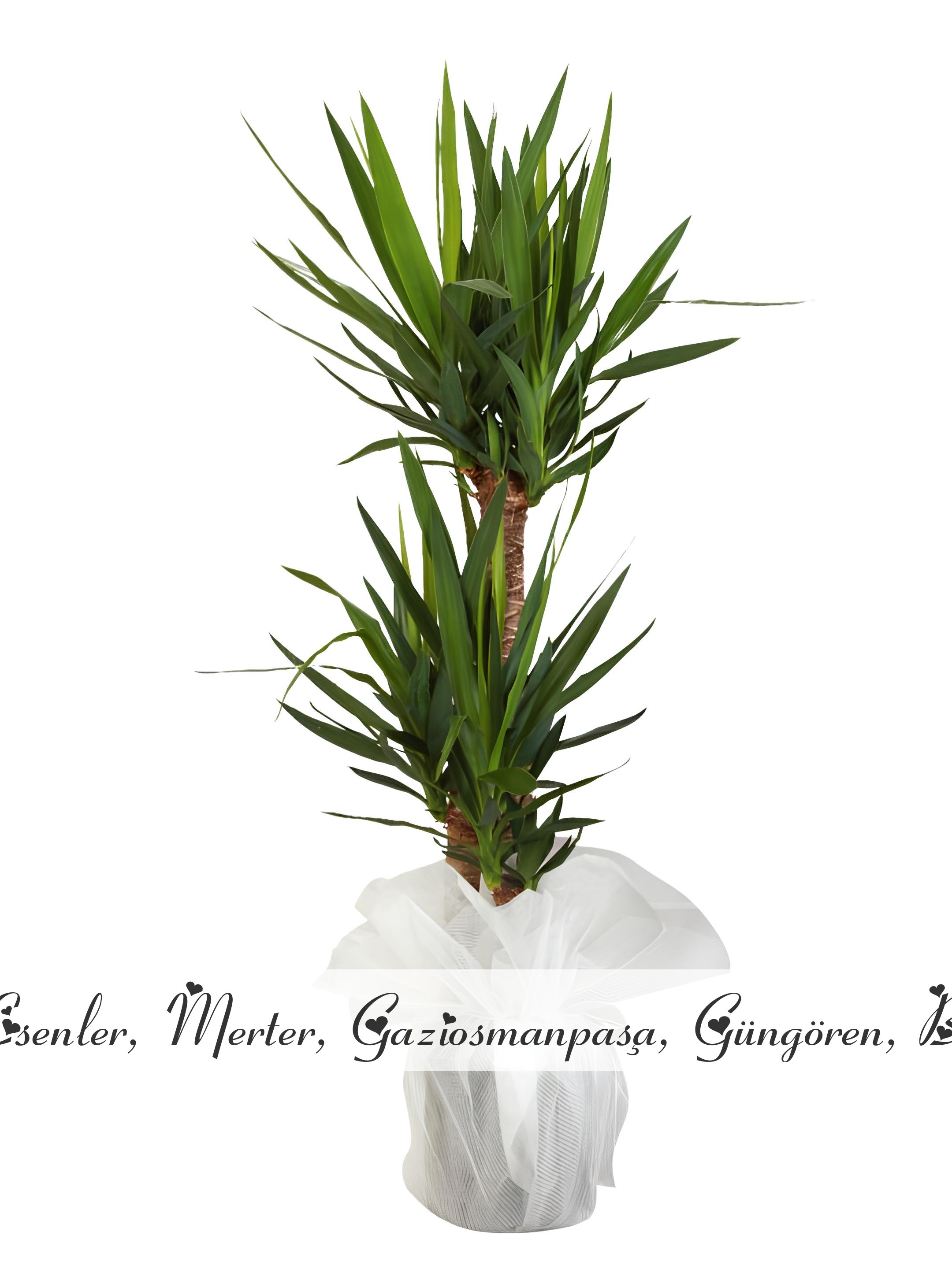 Şık Saksıda 3'lü Yucca Çiçeği