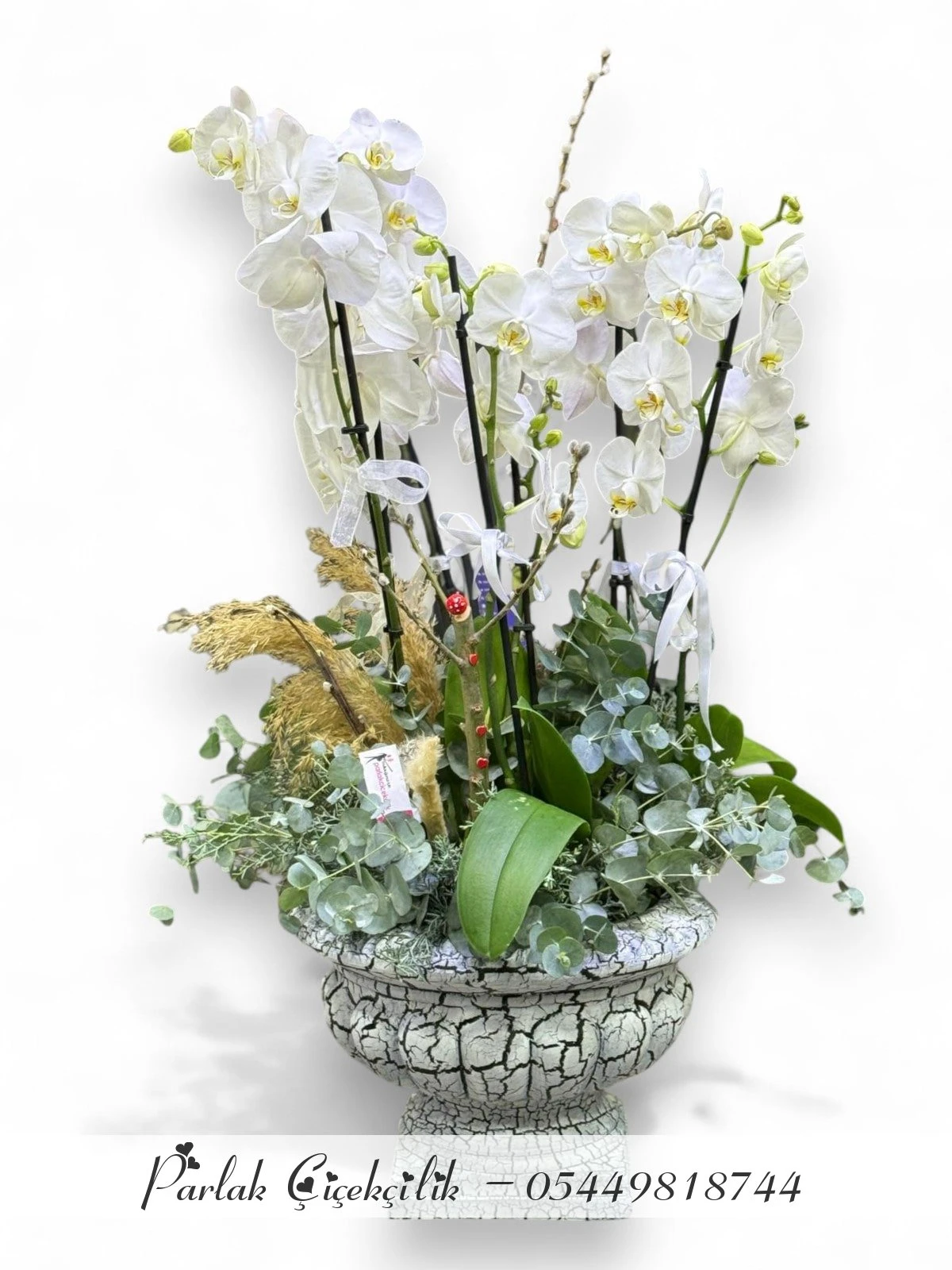 Antik Saksıda Beyaz Orkide Ve Yeşil Doku Aranjmanı