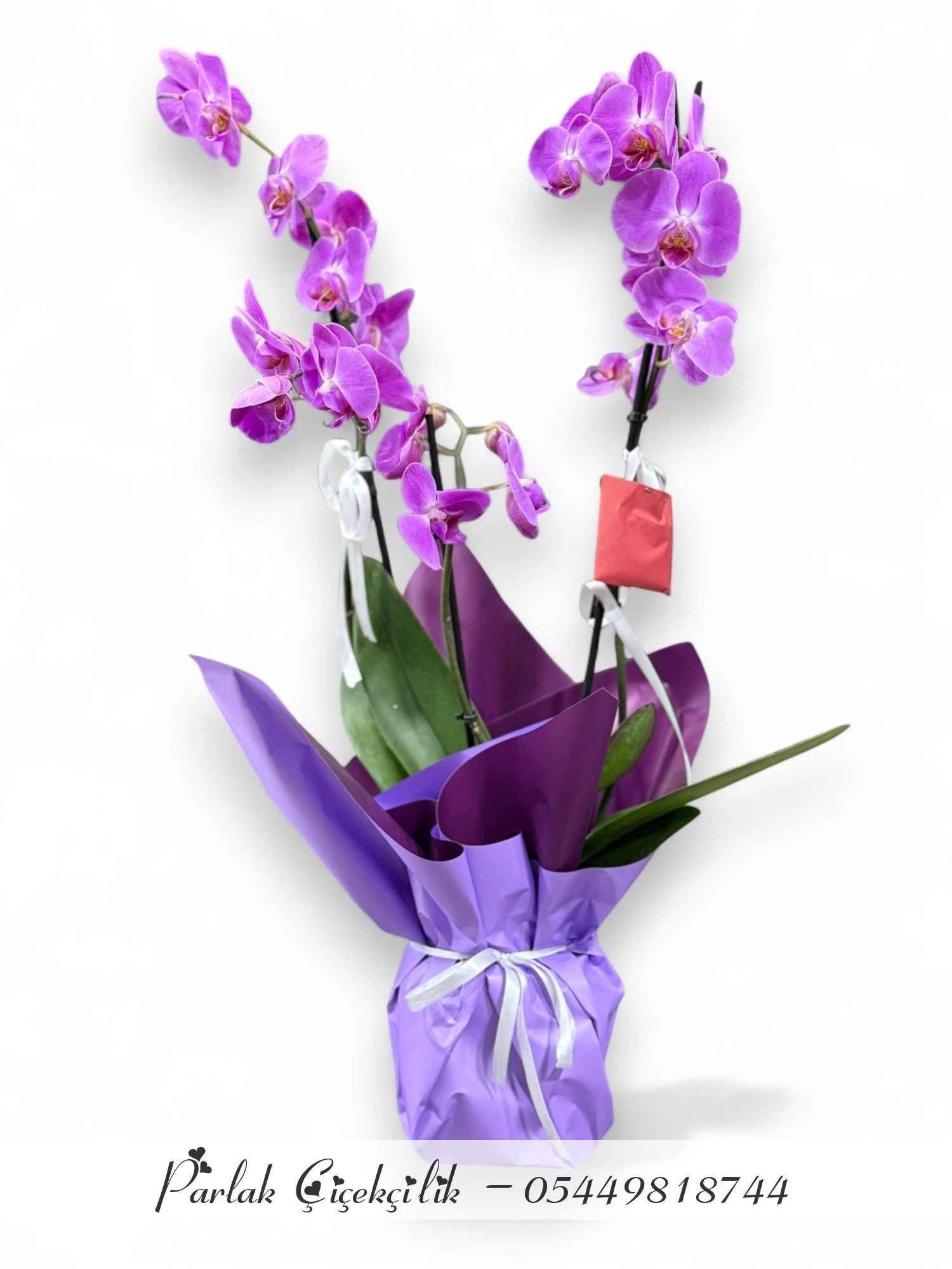 Asaletin Rengi Mor Orkide