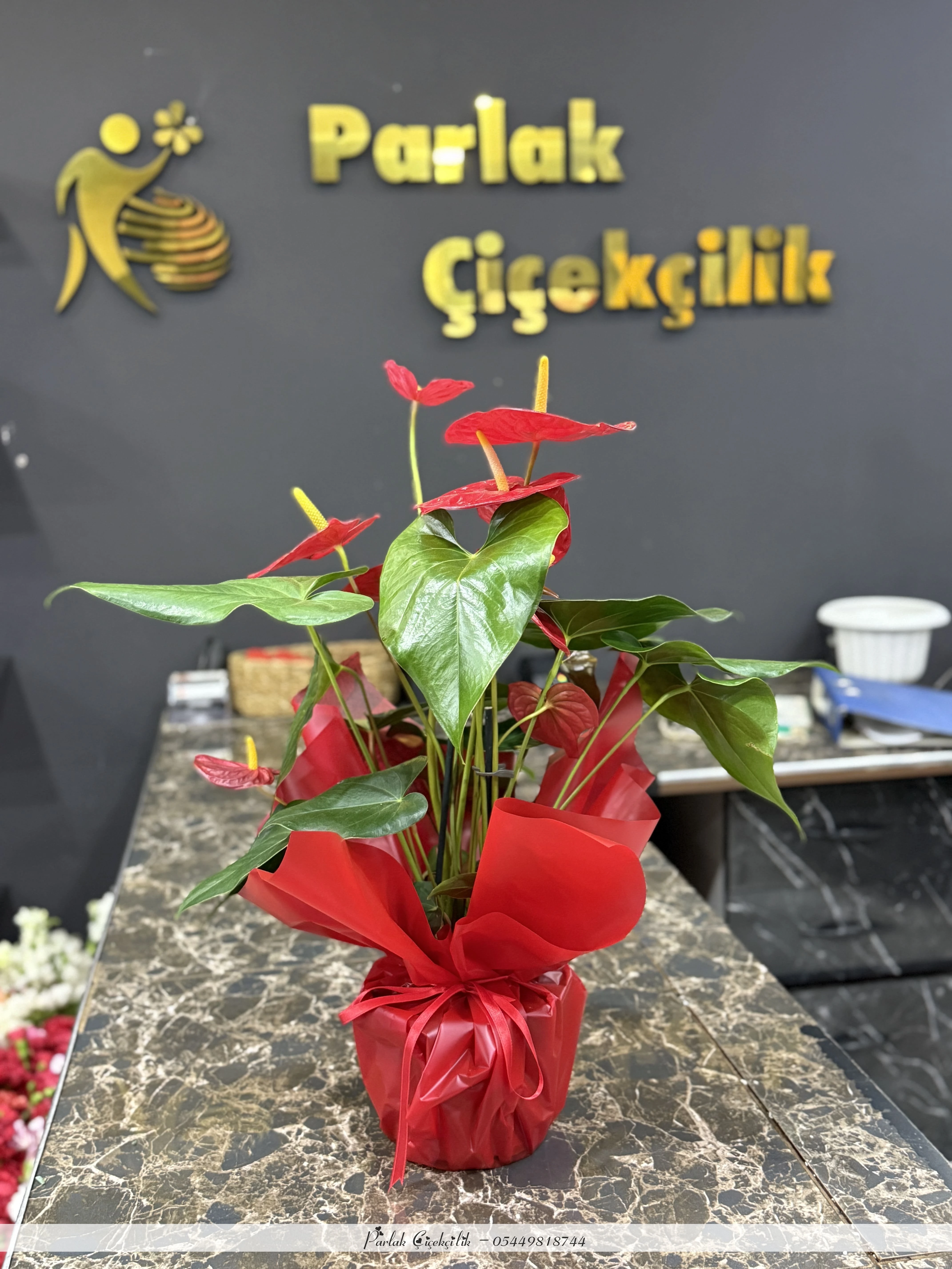 Canlı ve Etkileyici Kırmızı Antoryum Bitkisi