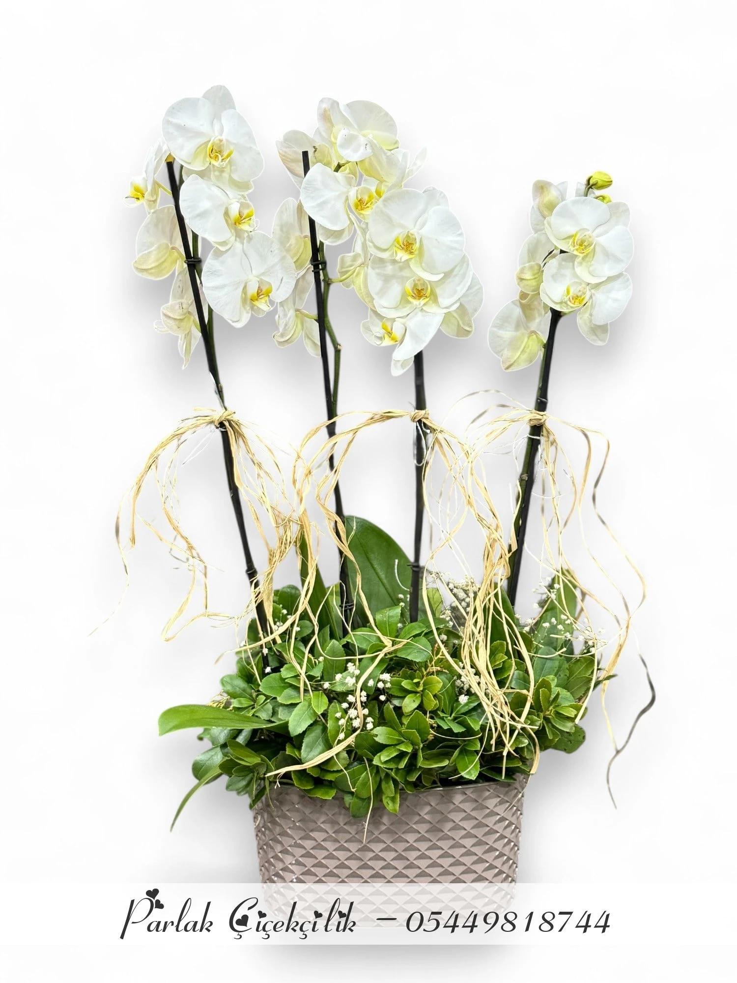 Seramik Saksıda 4 Dal Beyaz Orkide Aranjmanı