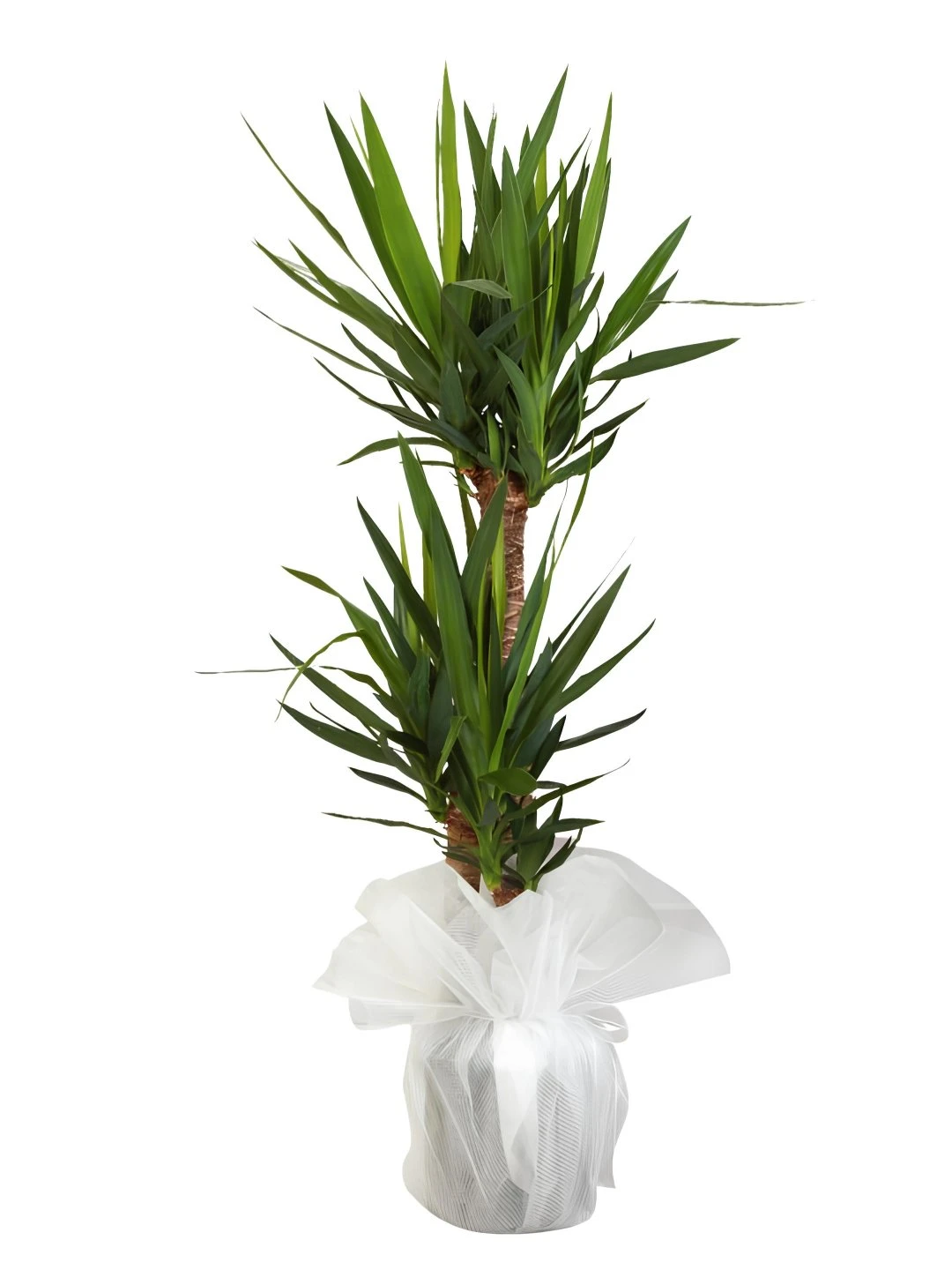 Şık Saksıda 3'lü Yucca Çiçeği