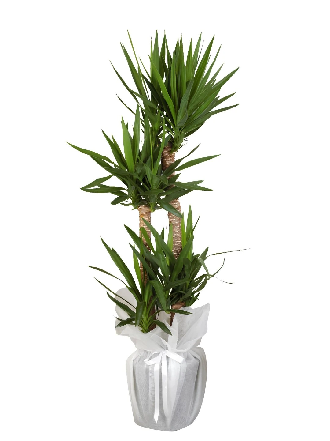 Saksıda Şık 4'lü Yucca Çiçeği