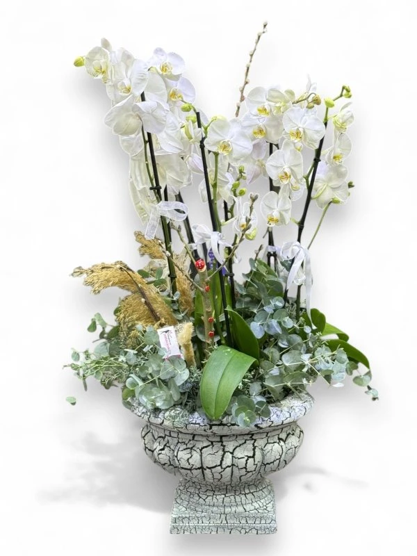 Antik Saksıda Beyaz Orkide ve Yeşil Doku Aranjmanı