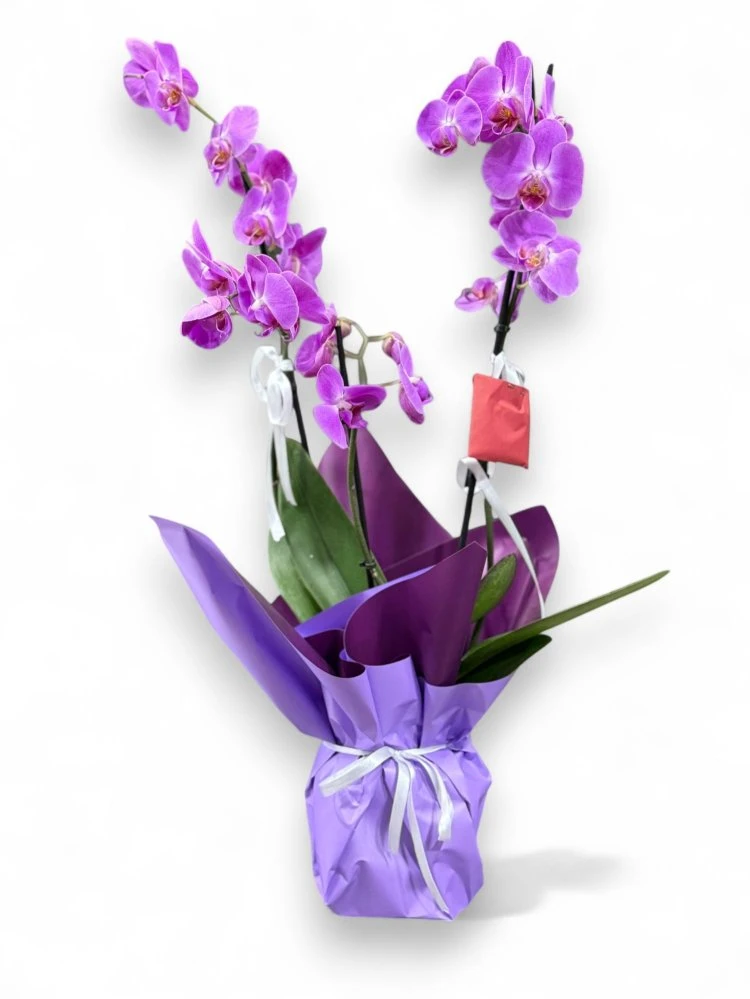 Asaletin Rengi Mor Orkide
