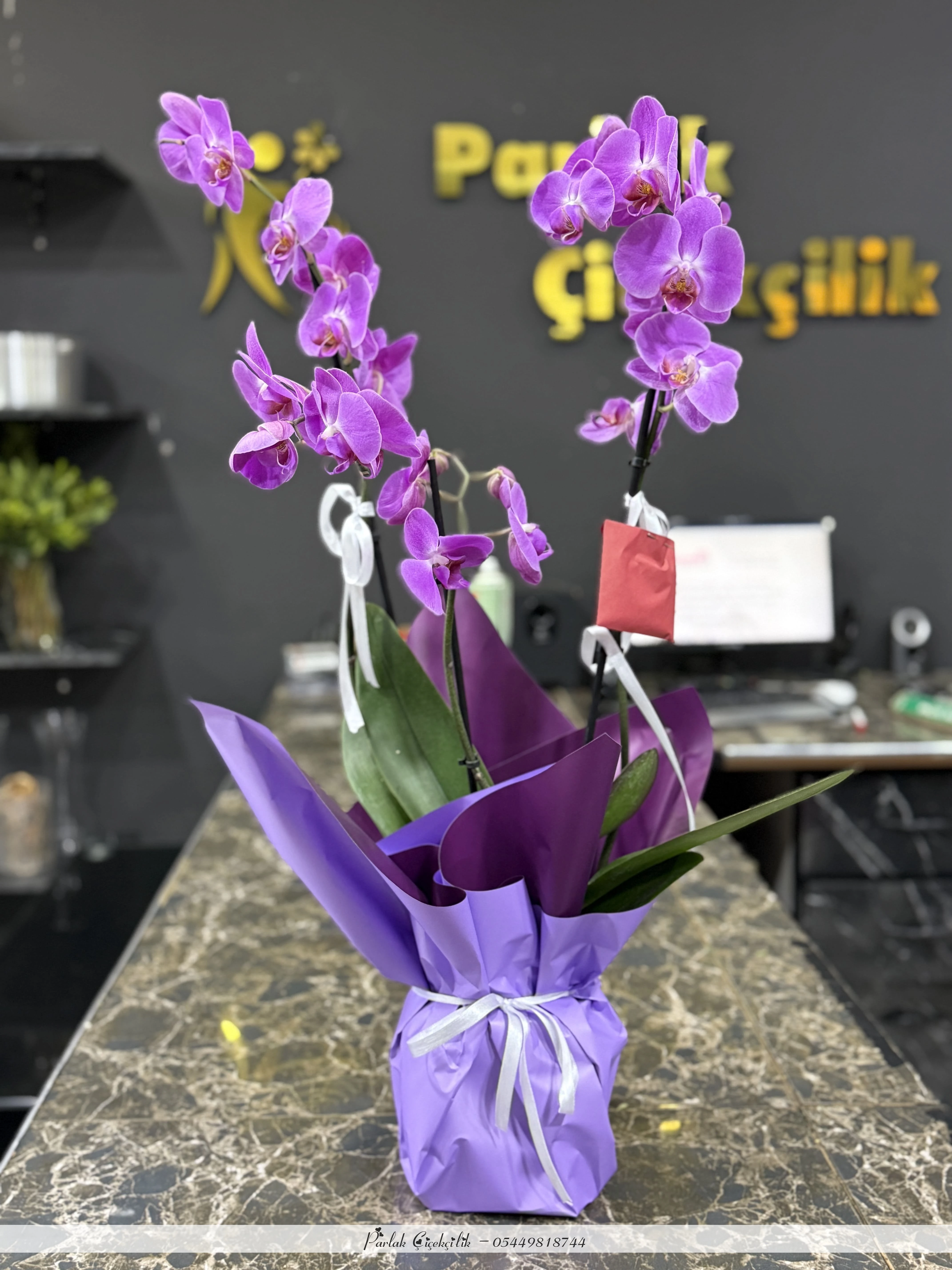 Asaletin Rengi Mor Orkide