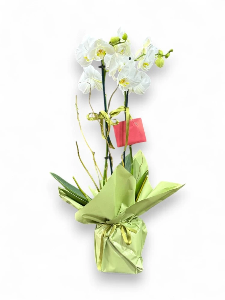 Asaletin Simgesi Beyaz Orkide Aranjmanı