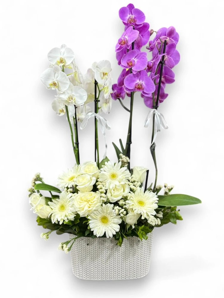 Beyaz ve Mor Orkide Aranjmanı ile Asaletin Buluşması