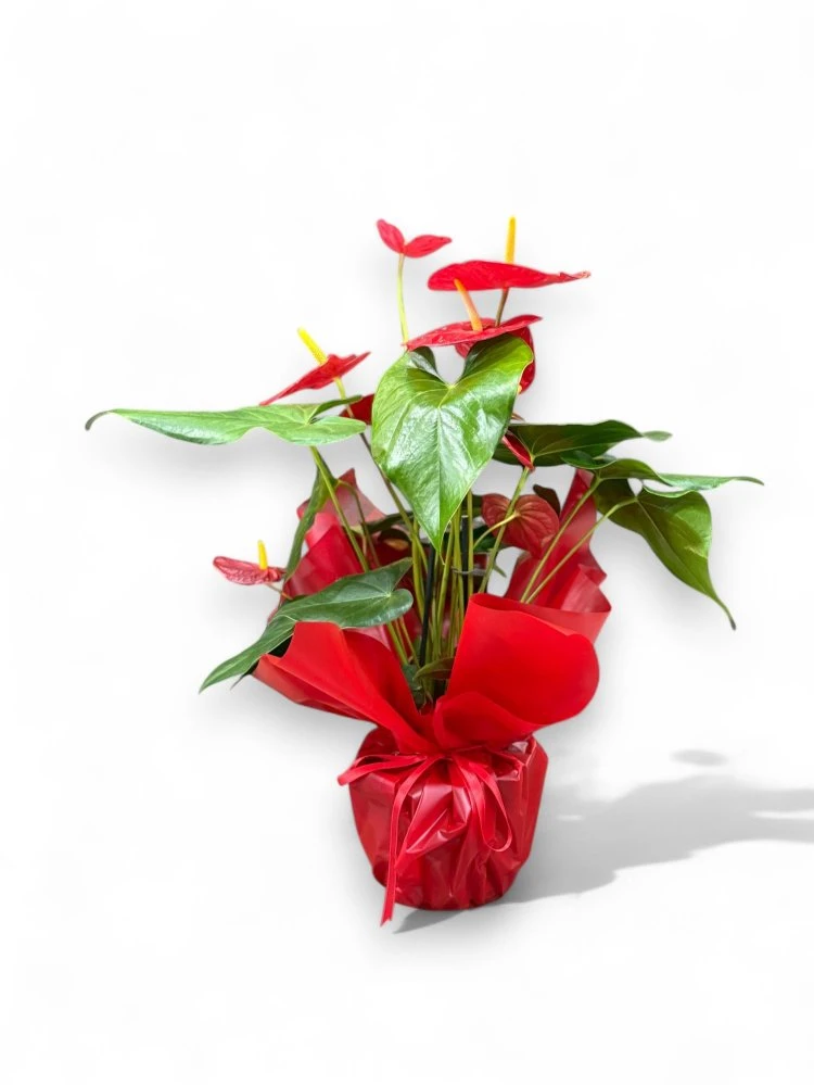 Canlı Ve Etkileyici Kırmızı Antoryum Bitkisi