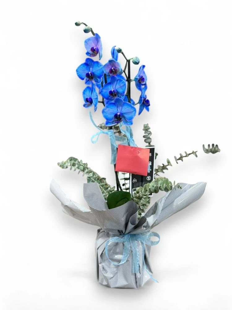 Mavi Orkide ve Okaliptuslu Şık Aranjman