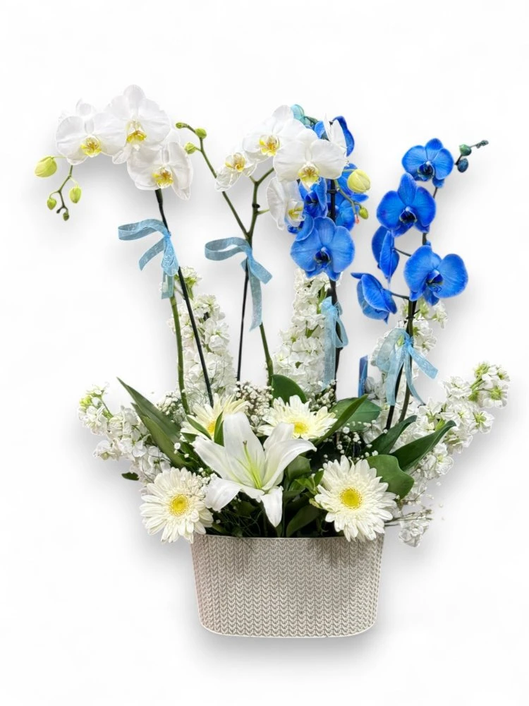 Mavi ve Beyazın Zarif Uyumu Orkide Aranjmanı