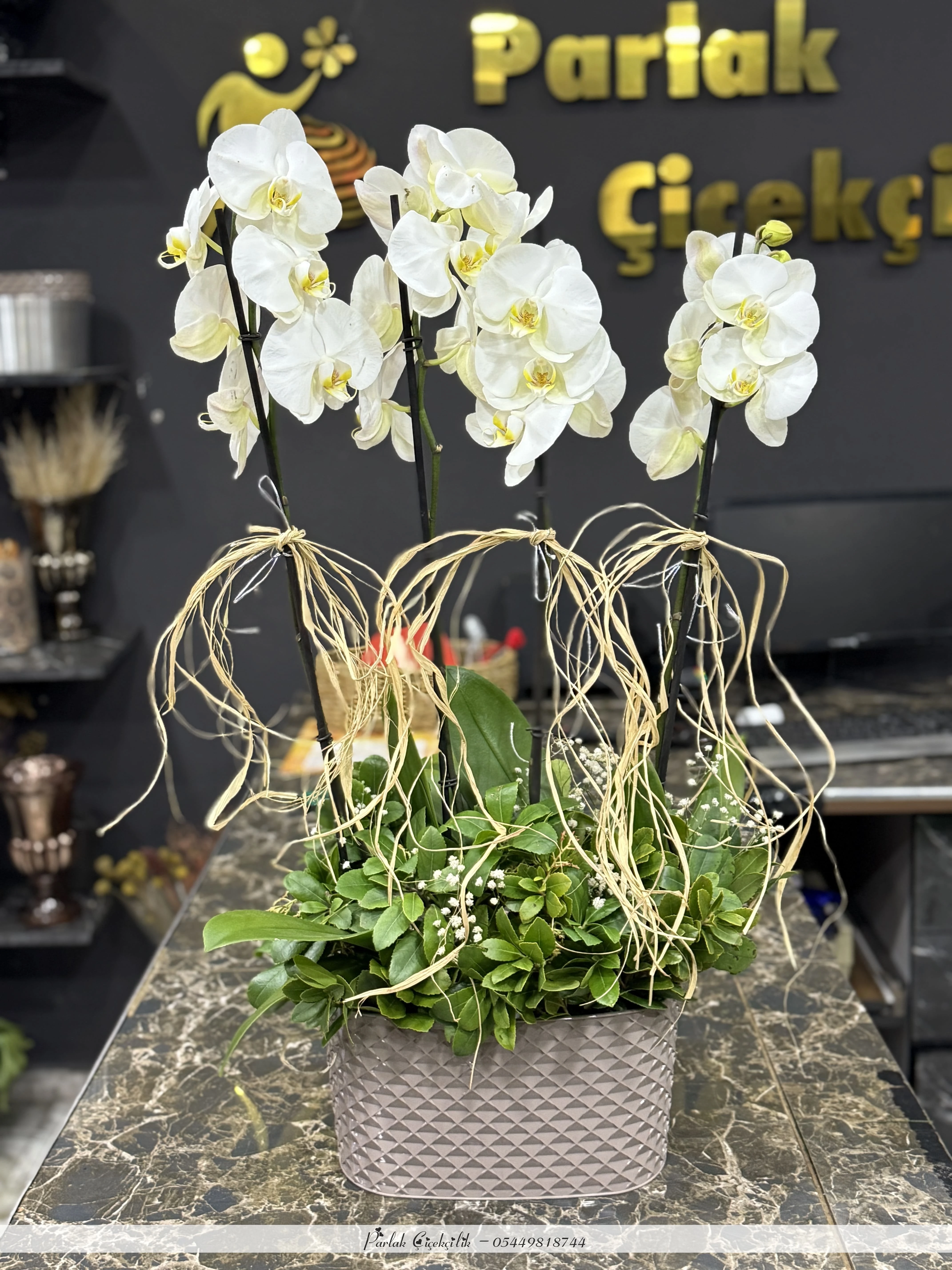 Seramik Saksıda 4 Dal Beyaz Orkide Aranjmanı