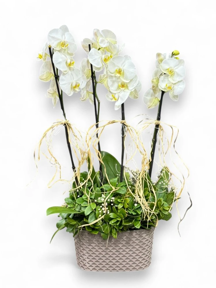 Seramik Saksıda 4 Dal Beyaz Orkide Aranjmanı
