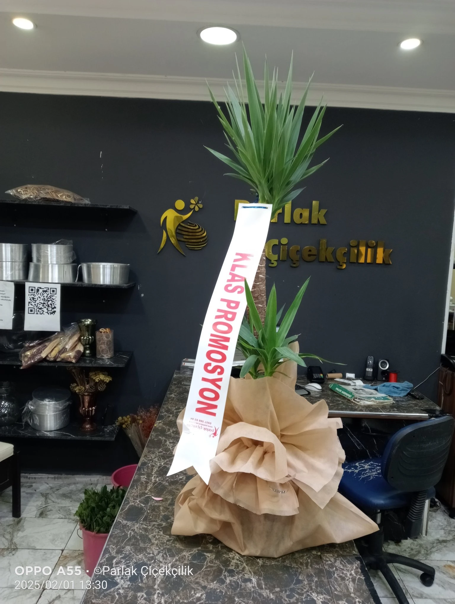 Şık İthal 2'Li Yucca Saksı Çiçeği