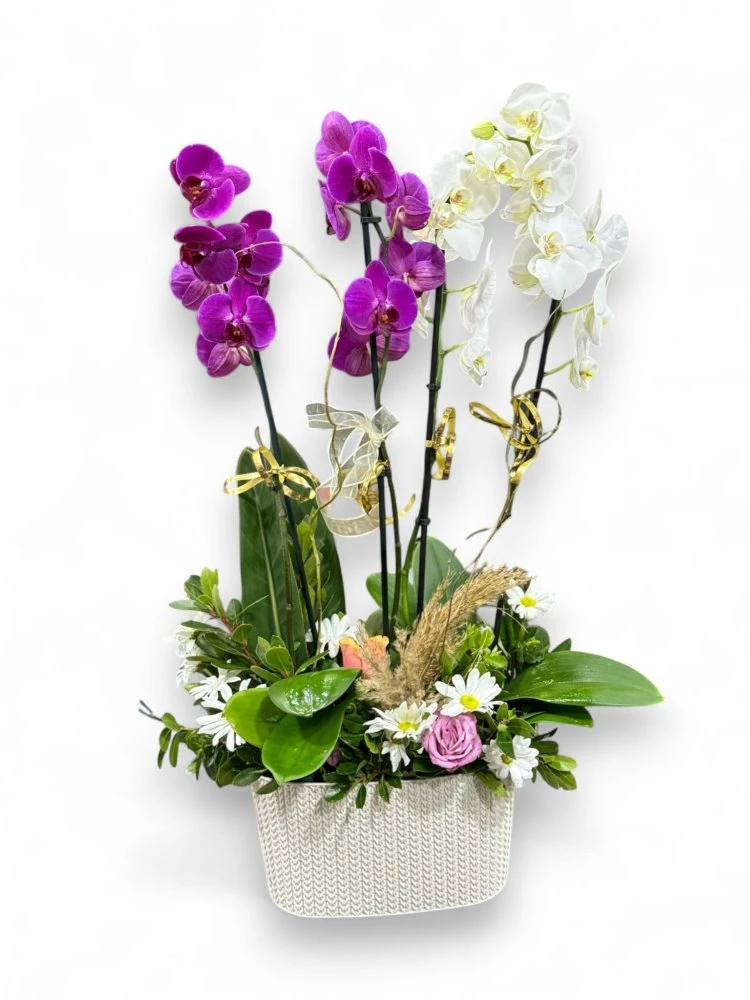 Zarafetin Buluştuğu Dörtlü Orkide Aranjmanı